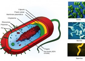 Célula procariota con sus partes | Recurso educativo 688718
