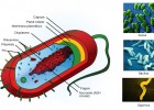Célula procariota con sus partes | Recurso educativo 688718