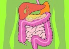 Digestive System | Recurso educativo 723314
