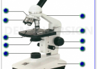 Microscope Parts Quiz | Recurso educativo 724227