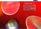 La composición de la sangre | Recurso educativo 725318