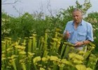 Venus fly trap - The Private Life of Plants - David Attenborough - BBC | Recurso educativo 725603