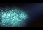 Overfishing - excerpt from Planet Ocean the movie | Recurso educativo 726668
