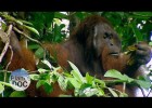 Orangután, el hombre de la Selva | Recurso educativo 727262