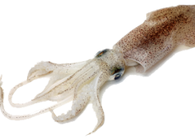 Squid Facts and Information | Recurso educativo 730128