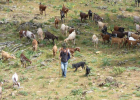Livestock farming in Spain. | Recurso educativo 730970