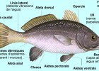Parts d'un peix | Recurso educativo 731083