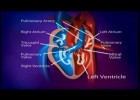 How does a healthy heart work? | Recurso educativo 733464