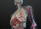 Human Anatomy | Recurso educativo 733912