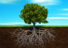 Árbol con raíz | Recurso educativo 734452