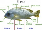 Partes de un pez | Recurso educativo 735204