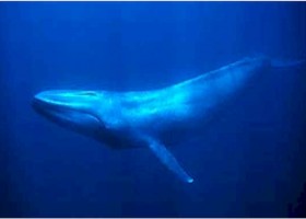 La Balena blava | Recurso educativo 743557