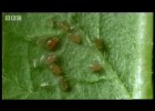 Aphid asexual and sexual reproduction | Recurso educativo 744168