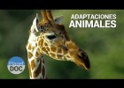 Adaptacions animals | Recurso educativo 745101