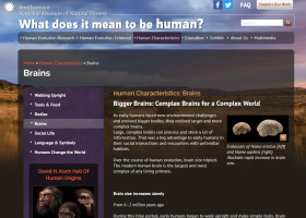 Brains | The Smithsonian Institution's Human Origins Program | Recurso educativo 749200