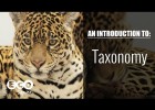 An introduction to: Taxonomy | Recurso educativo 730275