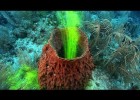 Sponges! | JONATHAN BIRD'S BLUE WORLD | Recurso educativo 755246