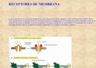 Receptores de membrana | Recurso educativo 755624