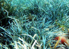 Mediterranean seagrass could be hundreds of thousands of years old | Recurso educativo 739702