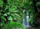 Selva tropical plujosa | Recurso educativo 770260