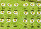 Imatge de 18 flors | Recurso educativo 770367