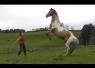 Horse rearing up | Recurso educativo 770564