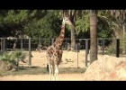 Girafa (Giraffa camelopardalis rothschildi) | Recurso educativo 772428
