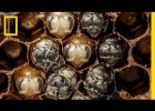 Amazing Time-Lapse: Bees Hatch | Recurso educativo 773701