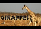Giraffes | Recurso educativo 773707