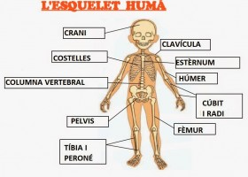 Ossos, músculs, articulacions - Mou el cos, desvetlla la ment | Recurso educativo 774108