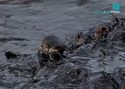 Marea negra - Oil slick | Recurso educativo 774190