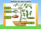 Les plantes | Recurso educativo 774956