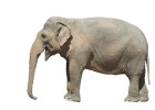 Elephant from the side | Recurso educativo 776834