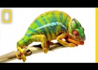 Chameleons | Recurso educativo 776845
