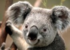 Koala.jpg | Recurso educativo 777323