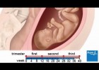 How a baby develops during pregnancy | Recurso educativo 777437