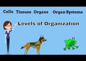 Cells, Tissues, Organs and Organ Systems | Recurso educativo 777971