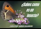 ¿Sabes cómo es un insecto? | Recurso educativo 778039