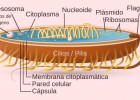 Significado de Célula procariota | Recurso educativo 780592