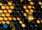 O marabilloso mundo das abellas (parte 1) | Recurso educativo 787520