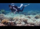 El blanqueamiento del coral | Recurso educativo 788285