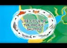 Life Cycle of the Pacific Salmon | Recurso educativo 728516
