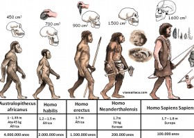 Proceso de hominización | Recurso educativo 745347